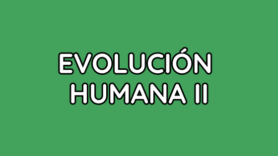 EVOLUCIÓN HUMANA II EVOLUCIÓN HUMANA II